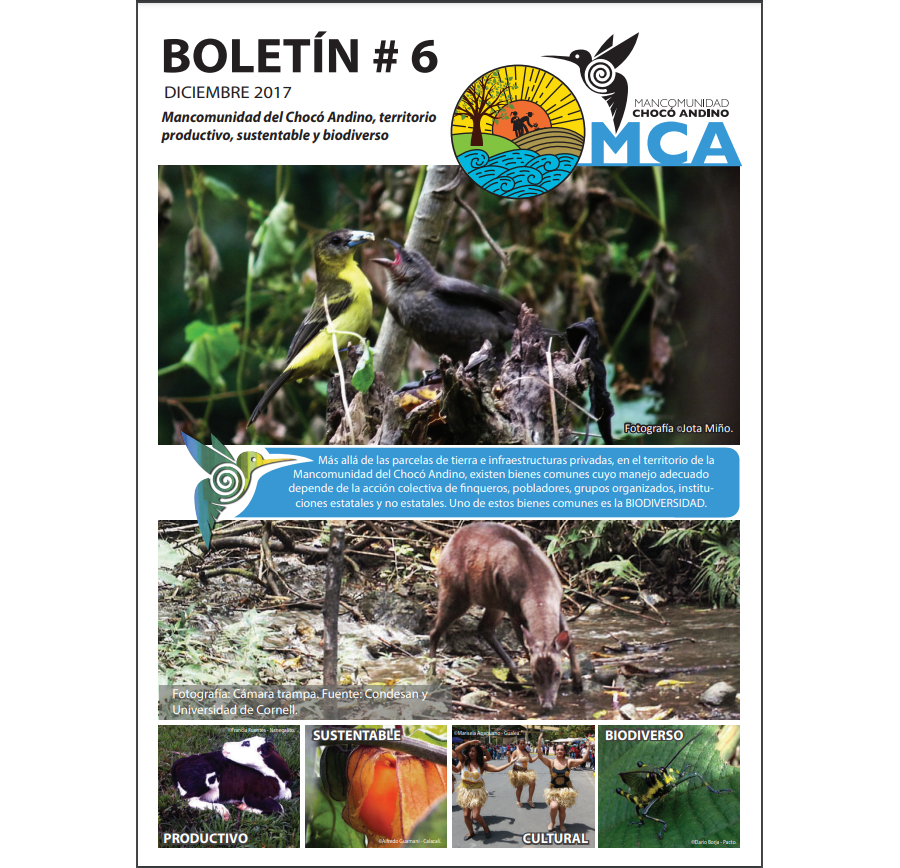 Boletín No 6